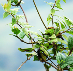 Troglodytes solstitialis