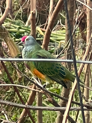 Ptilinopus roseicapilla observed 2026-04-17