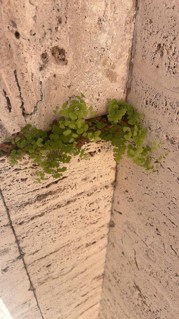 Capelvenere comune