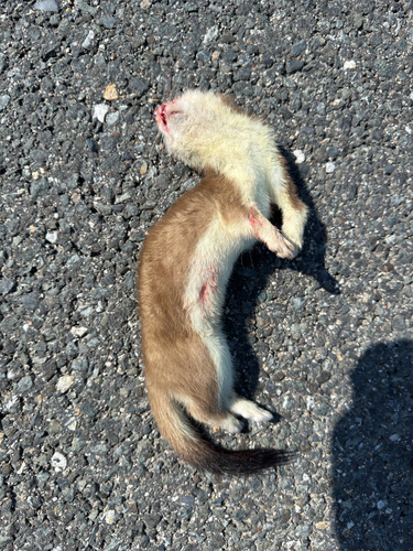 Hermelin observed by natwalt