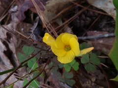 Oxalis colorea