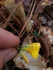 Oxalis colorea