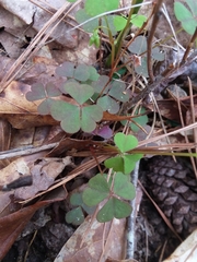 Oxalis colorea