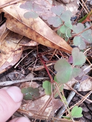Oxalis colorea