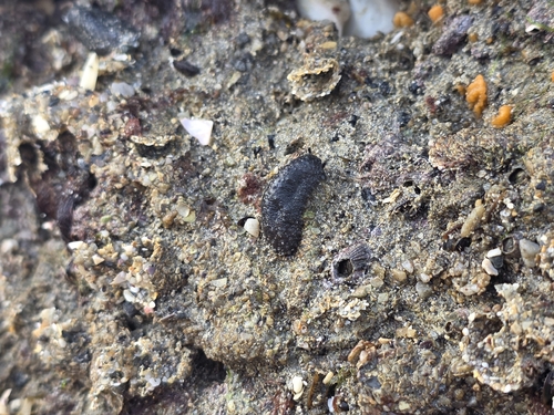 Onchidella celtica