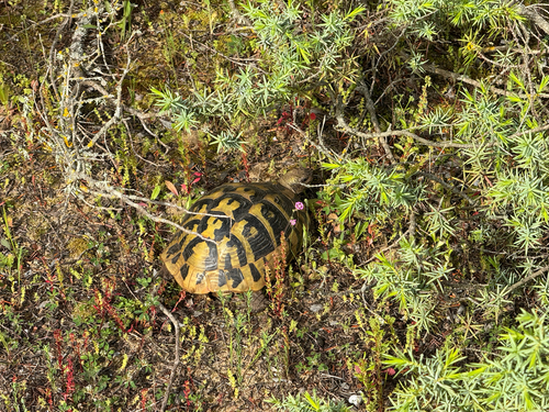 Testudo hermanni boettgeri