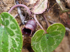 Hexastylis virginica