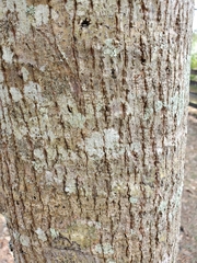 Tilia americana caroliniana