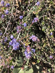 Ceanothus foliosus