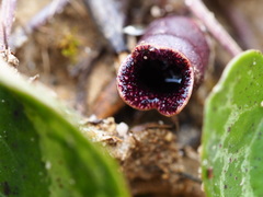 Hexastylis virginica