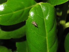 Chalepistes compressus