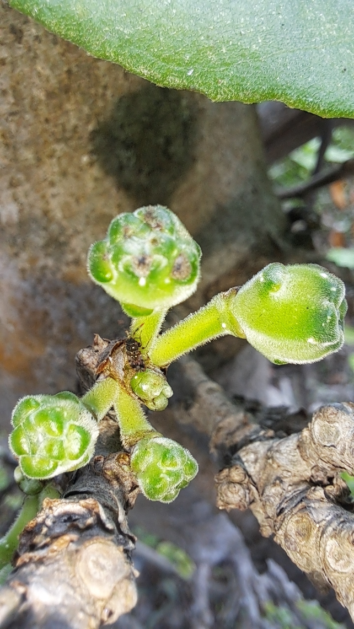 Ficus hispida — ảnh 3