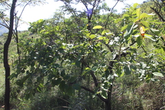 Annona senegalensis subsp. senegalensis image