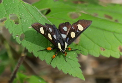 Androloma disparata