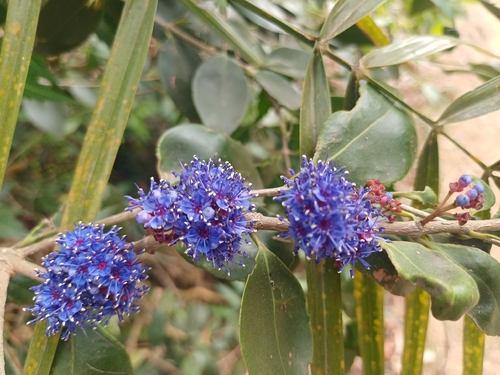 Memecylon umbellatum, photograph 3