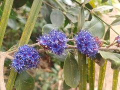 Memecylon umbellatum, photograph (c) Hopeland, some rights reserved (CC BY)