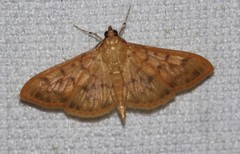 Patania balteata