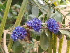 Memecylon umbellatum, photograph (c) Hopeland, some rights reserved (CC BY)