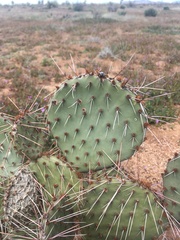 Opuntia tortispina