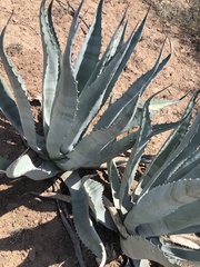 Agave asperrima