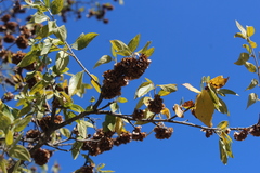 Neopringlea integrifolia
