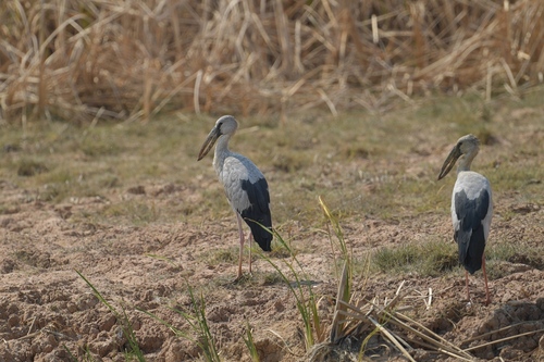 Asian Openbill