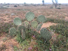 Opuntia tortispina