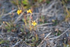 Goodenia paniculata