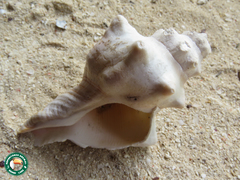 Pleuroploca trapezium