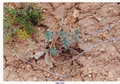 Euphorbia nicaeensis