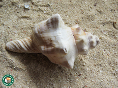 Pleuroploca trapezium