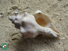 Pleuroploca trapezium image