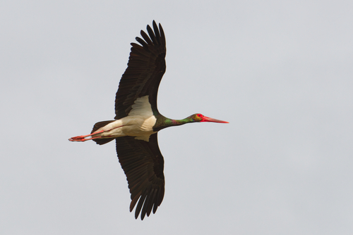 Black Stork