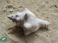 Pleuroploca trapezium