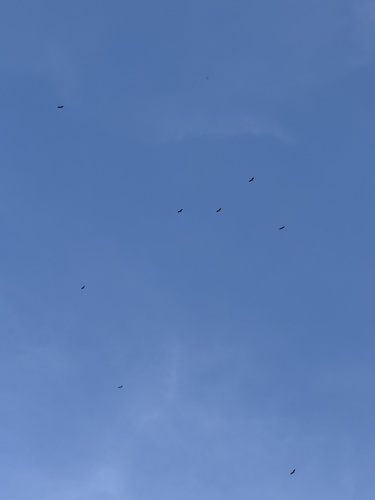 Avistamiento Buitre leonado