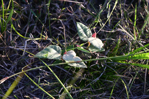 Lasiopetalum macrophyllum, photograph 3