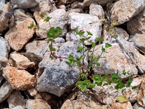 Euphorbia phymatosperma ssp. cernua