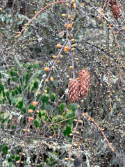 (c) Andrew Lie, some rights reserved (CC BY) Larix griffithii, photograph (c) Andrew Lie, some rights reserved (CC BY)