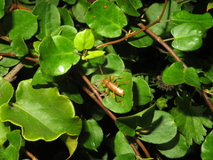 Xuthodes punctipennis