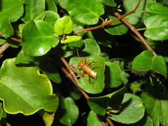 Xuthodes punctipennis