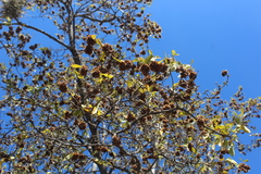 Neopringlea integrifolia