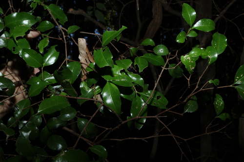 Gossia fragrantissima, photograph 1