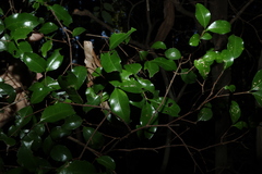 (c) Greg Tasney, some rights reserved (CC BY-SA) Gossia fragrantissima, photograph (c) Greg Tasney, some rights reserved (CC BY-SA)