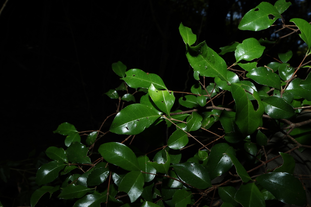 Gossia fragrantissima; photograph (c) Greg Tasney, some rights reserved (CC BY-SA)