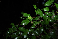 Gossia fragrantissima