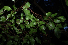 (c) Greg Tasney, some rights reserved (CC BY-SA) Gossia fragrantissima, photograph (c) Greg Tasney, some rights reserved (CC BY-SA)