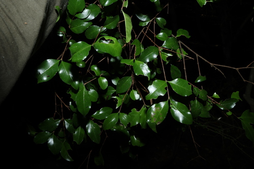 Gossia fragrantissima, photograph 3