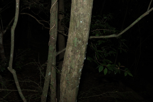 Gossia fragrantissima, photograph 4