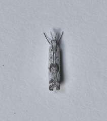 Microcrambus croesus