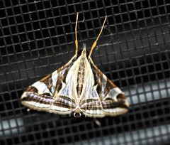 Agrioglypta excelsalis